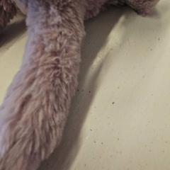Peluche, a été signalé par GVB utilisant iLost