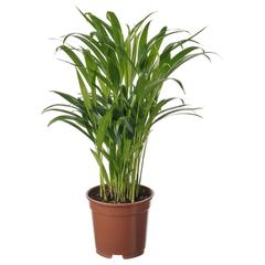 Producto IKEA DYPSIS LUTESCENS, ha sido reportado por IKEA Sevilla con iLost