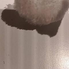 Peluche, a été signalé par De Efteling utilisant iLost