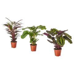 IKEA-produkt, gemeldet von IKEA Málaga über iLost