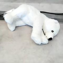 봉제 장난감 Vit Isbjörn, iLost를 사용하여 IKEA Malmö에 보고됨