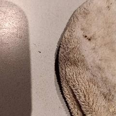 블랭키, iLost를 사용하여 De Efteling에 보고됨