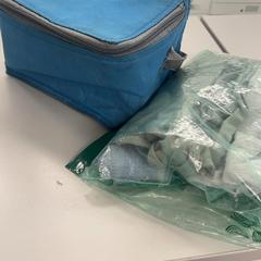 Bag baby, as reported by Burgers' Zoo using iLost