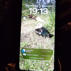 iPhone, amint azt az iLostnak jelentették.