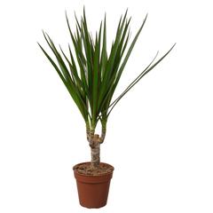 Produit IKEA DRACAENA MARGINATA, a été signalé par IKEA Dijon utilisant iLost