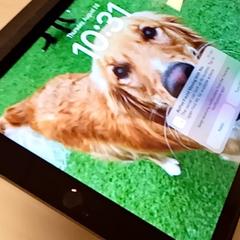 Tablet Black, como reportado por Mövenpick Hotel Amsterdam City Centre utilizando o iLost