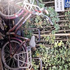 Bicicletta Gazelle Paars, come riportato da Gemeente Roermond utilizzando iLost