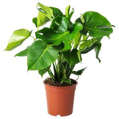 Produit IKEA MONSTERA, a été signalé par IKEA Toulon utilisant iLost
