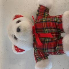 Xoguete de peluche, segundo informou Artis usando iLost