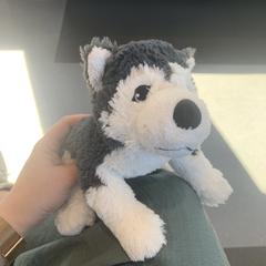 Knuffel hond, as reported to iLost
