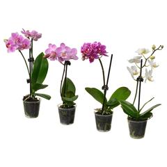 Produit IKEA PHALAENOPSIS, a été signalé par IKEA Caen Fleury-sur-Orne utilisant iLost