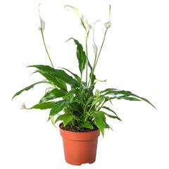 Výrobek IKEA Planta SPATHIPHYLLUM, jak nahlášeno IKEA Badalona pomocí iLost