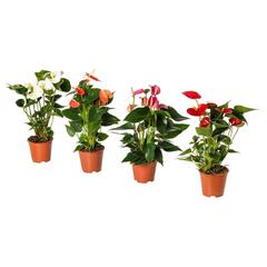 Producto IKEA ANTHURIUM, ha sido reportado por IKEA Sevilla con iLost