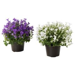 Producto IKEA CAMPANULA PORTENSCHLAGIANA, ha sido reportado por IKEA Murcia con iLost