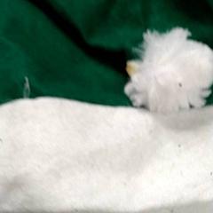 Beanie, zgłoszono przez IKEA Gent przy użyciu iLost