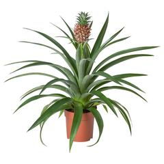 イケア商品 がiLostで IKEA Valencia によって報告されました