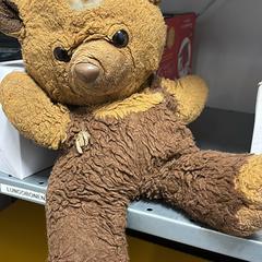 Teddy beer, ha sido reportado a iLost
