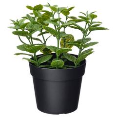 Artigo IKEA FEJKA preto/ verde, como reportado por IKEA Alfragide utilizando o iLost