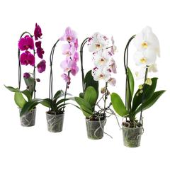 Produit IKEA PHALAENOPSIS, a été signalé par IKEA Dijon utilisant iLost
